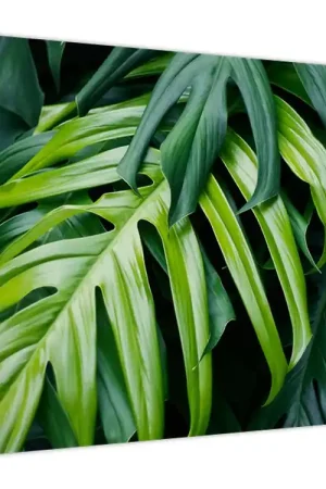 Schilderij - Tropische bladeren Bezpieczna płatność