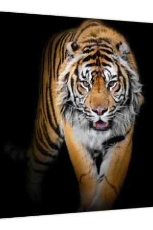 Schilderij - Tijger Darmowa dostawa