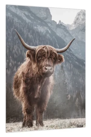 Darmowa dostawa Schilderij - Hooglander koe