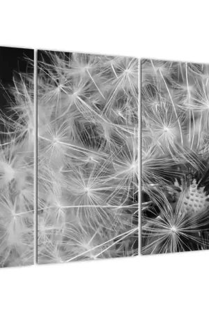 Schilderij - Paardebloem pluis Darmowa dostawa