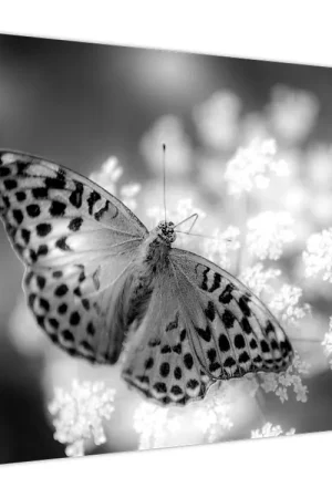 Schilderij - Vlinder op bloem, detail Darmowa dostawa