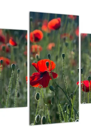 Bezpieczna płatność Schilderij - Weide met klaprozen