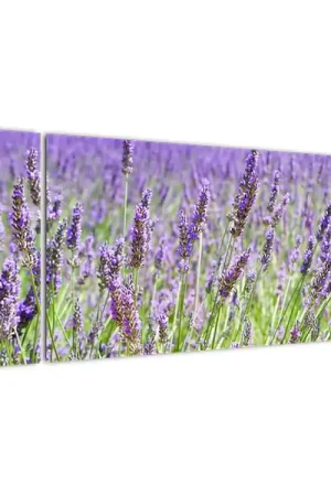 Schilderij - Lavendelveld Oferta limitowana