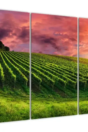 Zamów teraz Schilderij - Wijngaard met kleurrijke hemel