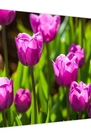 Zwrot pieniędzy Schilderij - Weiland met tulpen