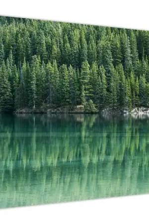Schilderij - Naaldbomen aan het meer Tylko dziś