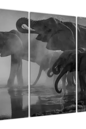 Schilderij - Olifanten, zwart-wit Oryginalny