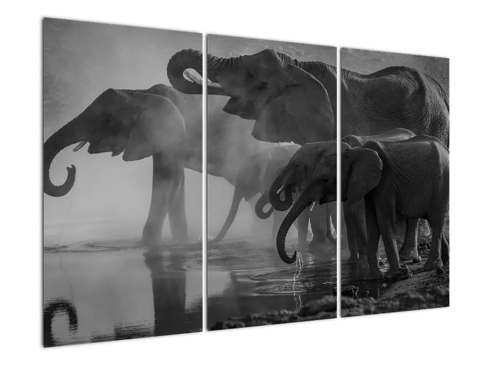 Schilderij - Olifanten, zwart-wit Oryginalny