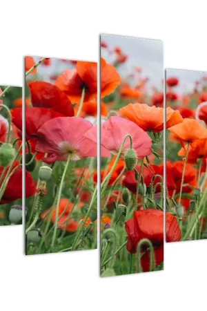 Ostatnia szansa Schilderij - Klaprozenveld