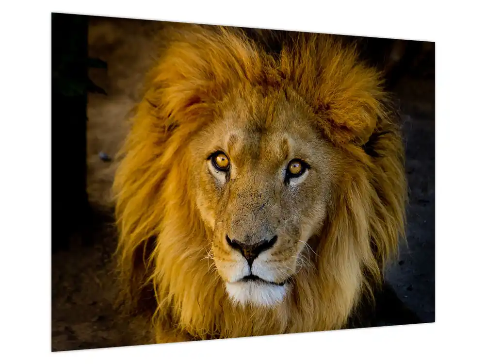 Schilderij - Portret van een leeuw Wyprzedaż