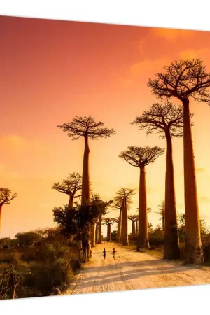 Schilderij - Zonsondergang in Baobab Alley Rabat