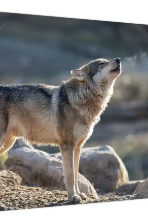 Rabat Schilderij - Huilende Wolf