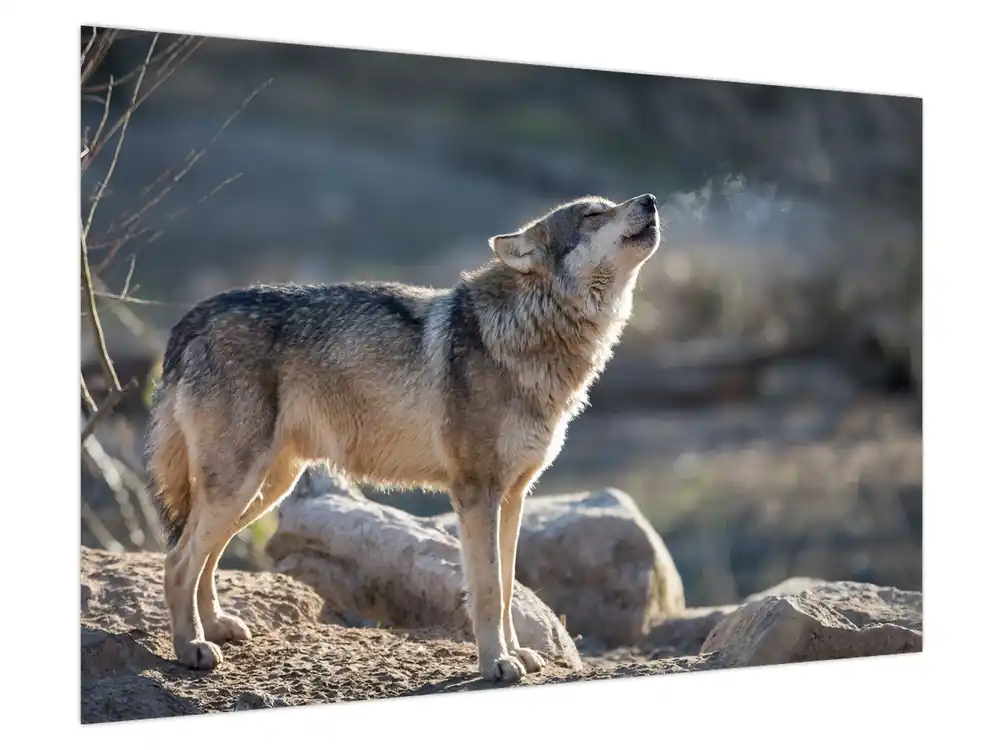 Rabat Schilderij - Huilende Wolf