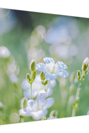 Schilderij - Delicate bloemen Niska cena