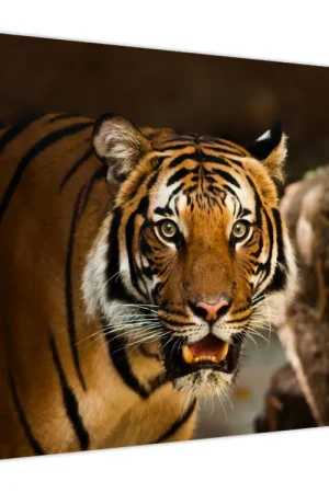 Schilderij - Tijger Autentyczny