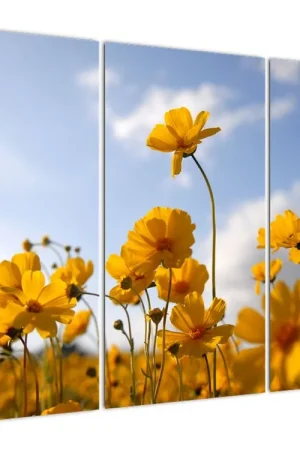 Schilderij - Veld met felgele bloemen Tylko dziś