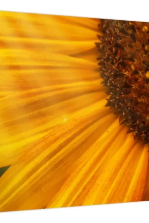 Schilderij - Zonnebloemen Oferta