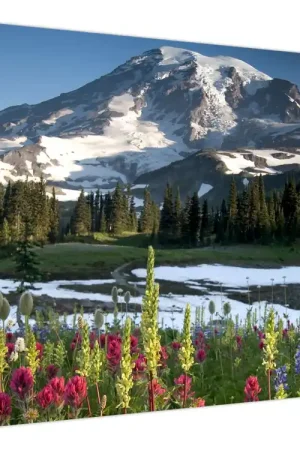 Schilderij - Berg Rainier Wyprzedaż