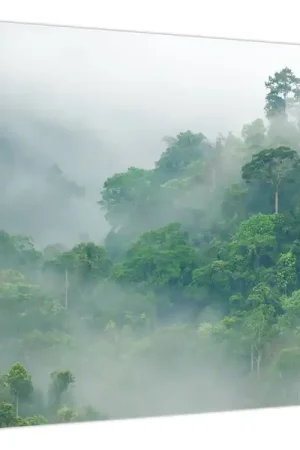 Bezpieczna płatność Schilderij - Ochtendmist