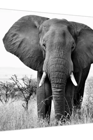 Oryginalny Schilderij - Afrikaanse olifant II.