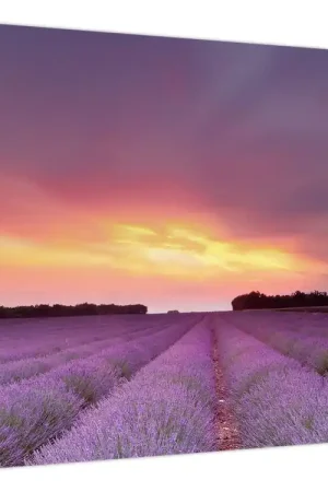Schilderij - Lavendelveld Zwrot pieniędzy