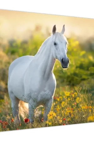 Schilderij - Wit paard in het weiland Oferta limitowana