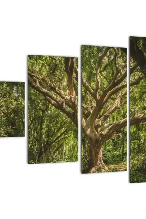 Ostatnia szansa Schilderij - Boom