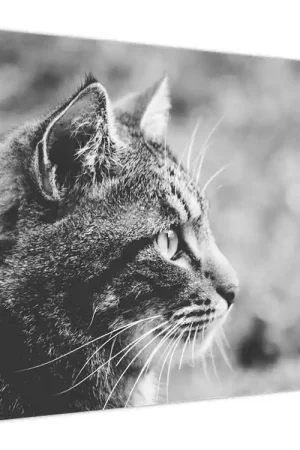 Schilderij - Poes Bezpieczna płatność