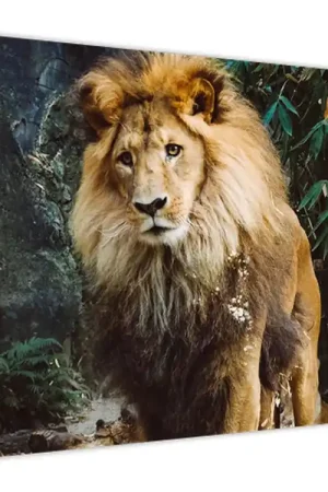 Rabat Schilderij - Leeuw in het wild