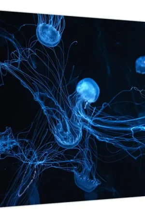 Schilderij - Kwallen Darmowa dostawa