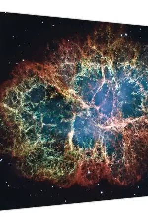 Schilderij - Krabnevel Niska cena