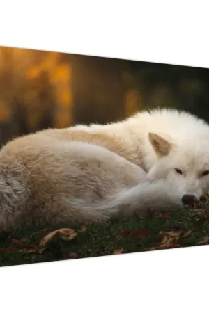 Schilderij - Rustende wolf Najlepsza cena