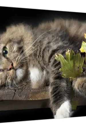 Nowość Schilderij - Liegende kat