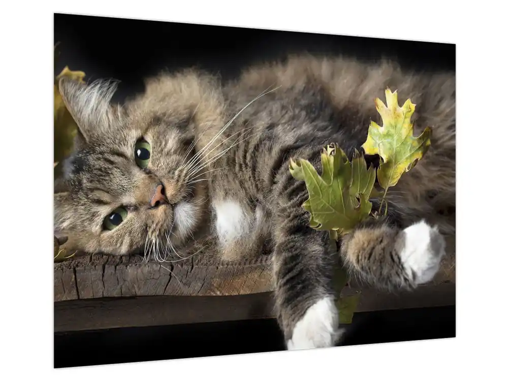 Nowość Schilderij - Liegende kat