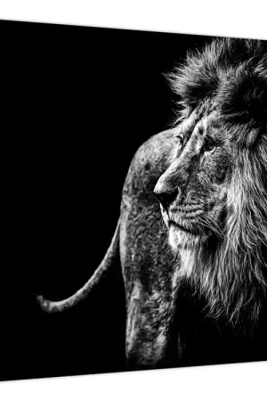 Rabat Schilderij - Leeuw, zwart-wit