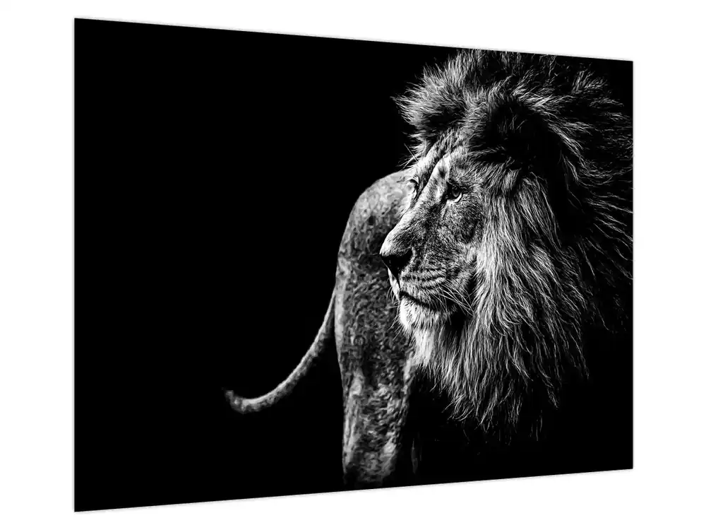 Rabat Schilderij - Leeuw, zwart-wit