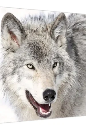 Nowość Schilderij - Wolf in de natuur