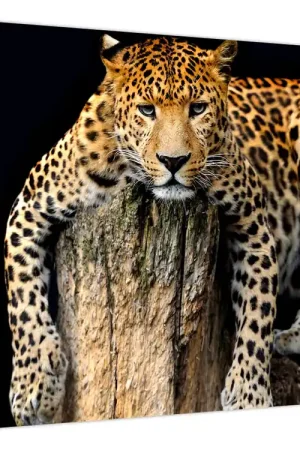 Nowość Schilderij - Cheetah