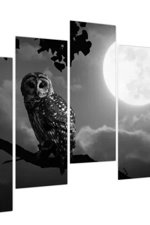 Wysoka jakość Schilderij - Nachtuil, zwart-wit