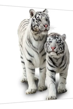 Nowość Schilderij - De witte tijger