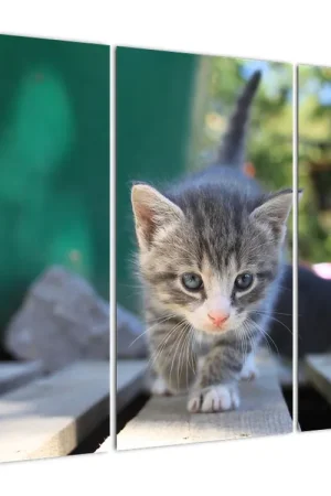 Schilderij - Kitten Zamów teraz