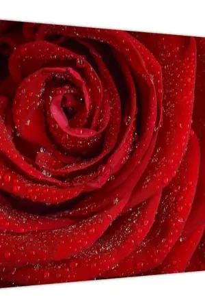 Schilderij - Roos, detail Autentyczny