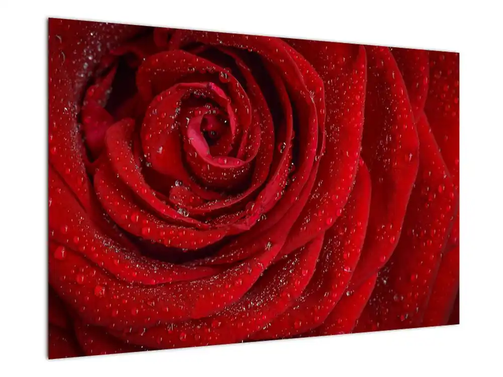 Schilderij - Roos, detail Autentyczny