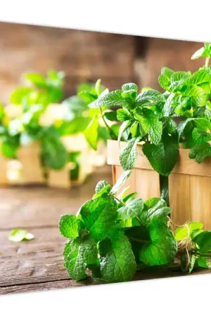 Oryginalny Schilderij - Verse munt