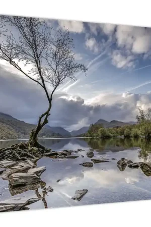Schilderij - Rivier met boom Zamów teraz