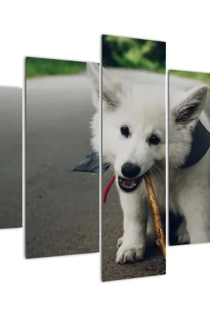 Popularny Schilderij - Wit hondje