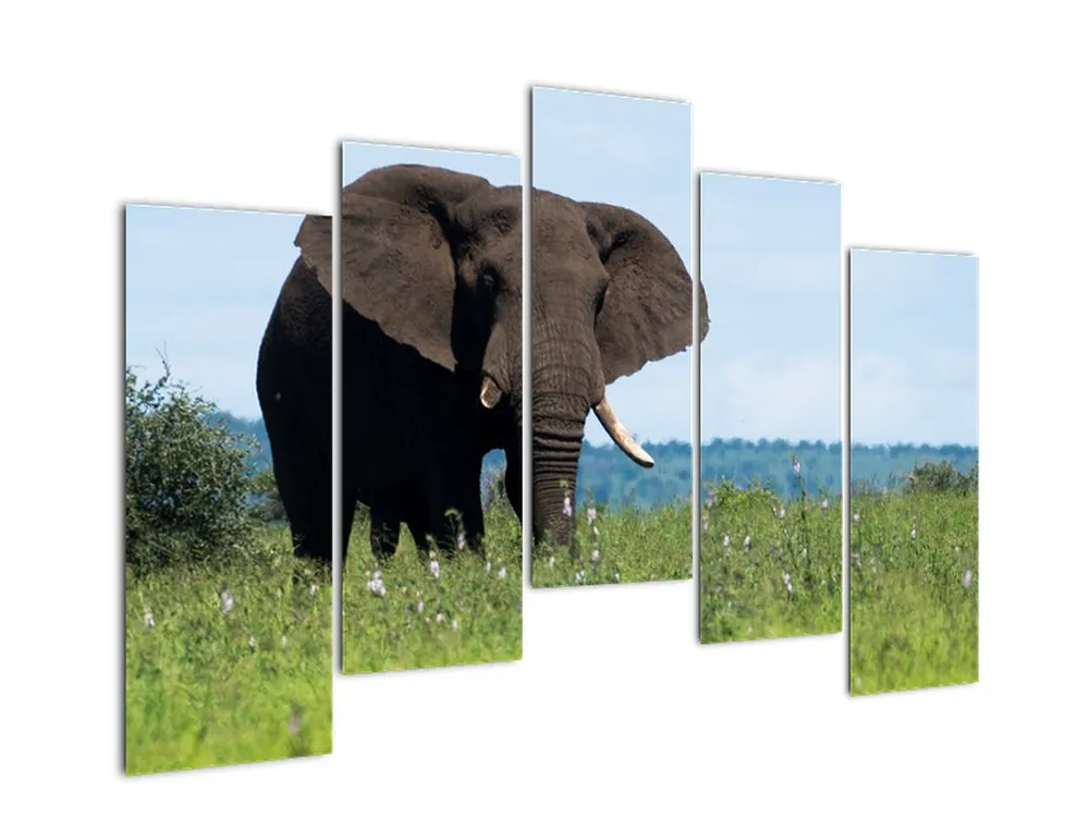 Schilderij - Olifant Promocja