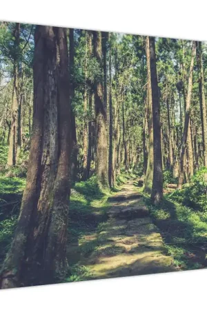 Schilderij - Weg tussen de bomen Oferta