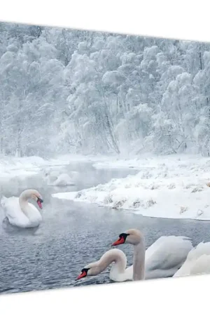 Schilderij - Zwanen Promocja