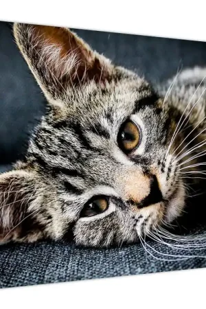 Oryginalny Schilderij - Poesje